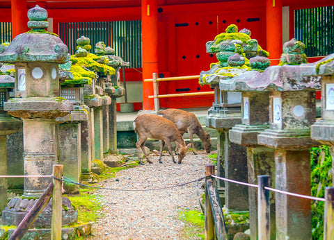 Le Parc de Nara : Un Trésor Naturel du Japon